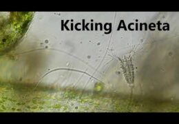 Kicking Acineta
