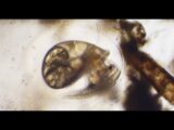 Snail Embryos Through Hatching