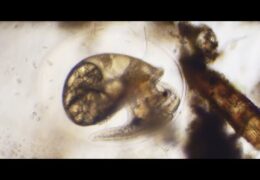 Snail Embryos Through Hatching