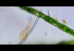 Leptophrys vorax