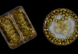 Freshwater Live Diatoms