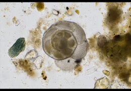Marine Foraminifera
