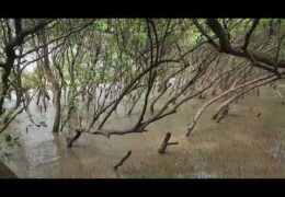 Marine Mangroves – Gulf of Thailand