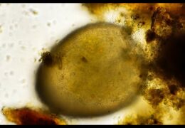 Marine Benthic Foraminifera