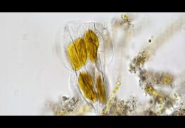 Golden Marine Diatoms of Bang Pu