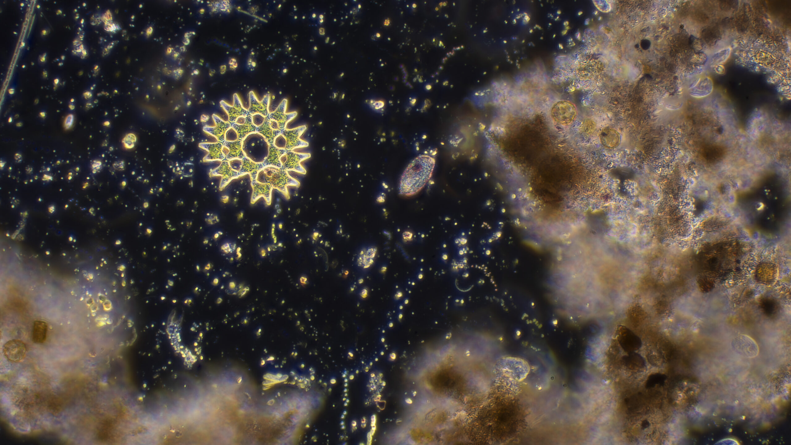 Pediastrum Duplex Thai Microcosmos