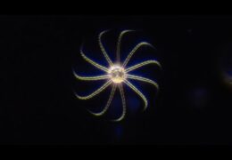 Marine Diatoms of Koh Kut